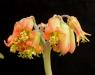 Cotyledon macrantha fiore.JPG